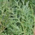 侧柏苗1.5米营养钵侧柏1米侧柏苗批发