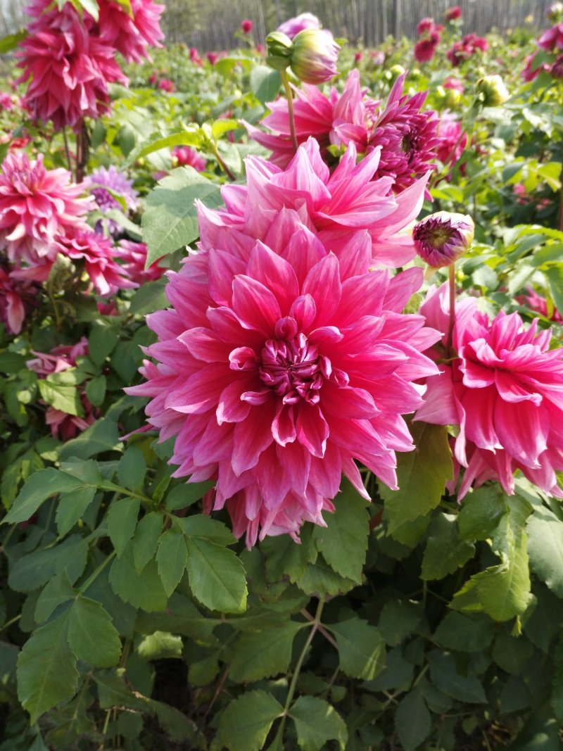 大丽花
