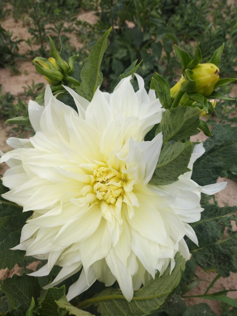 大丽花