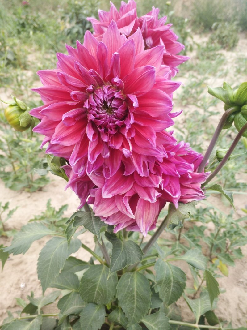 大丽花