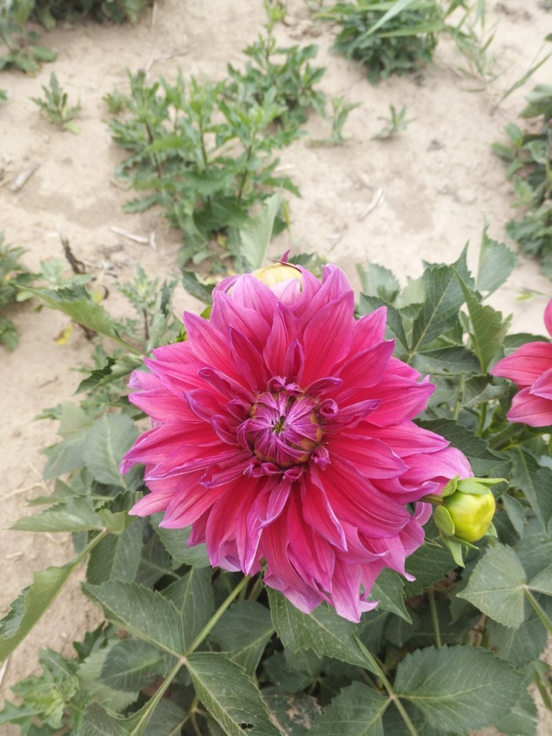 大丽花