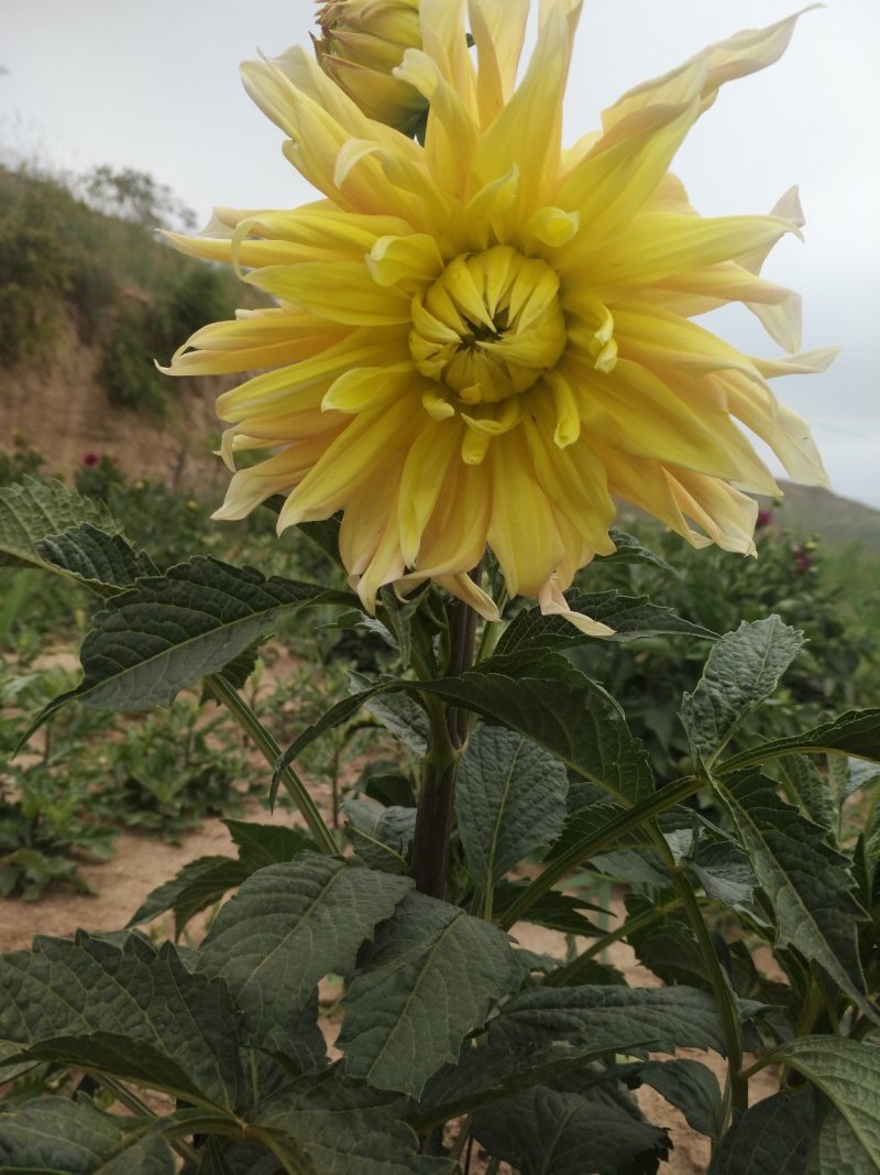 大丽花