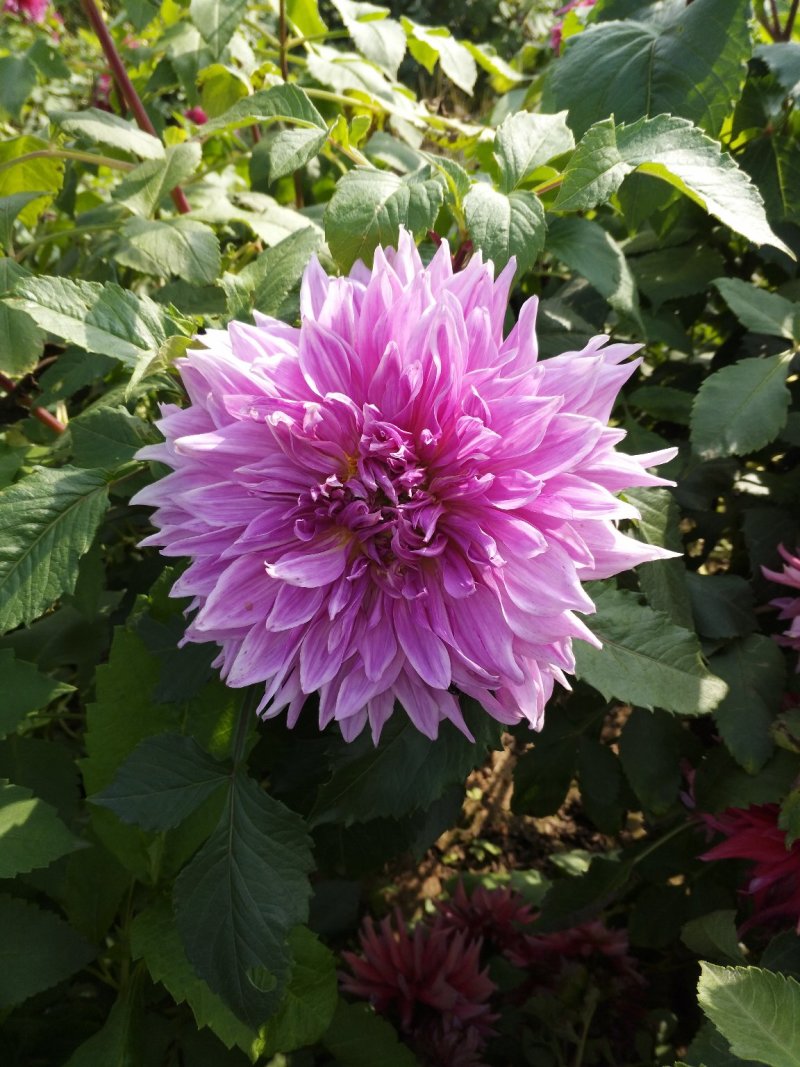 大丽花