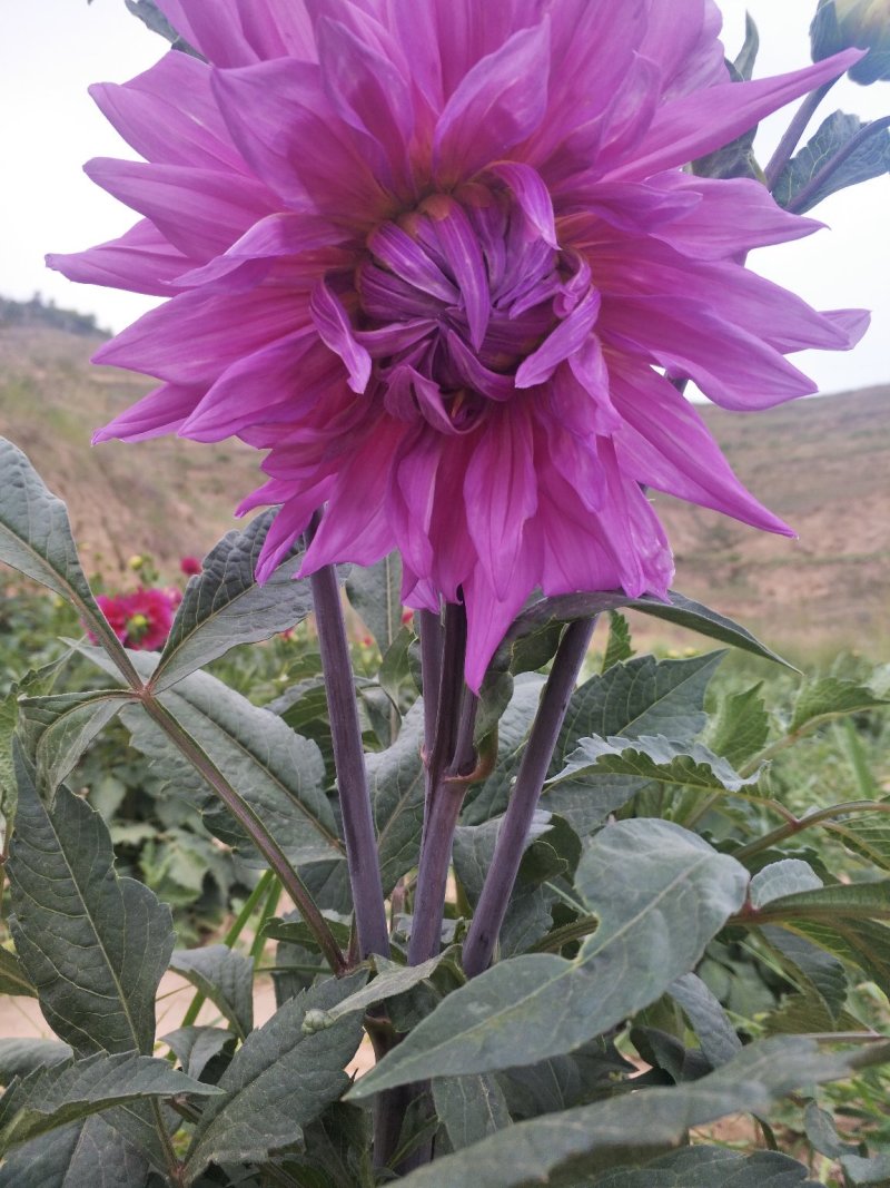 大丽花