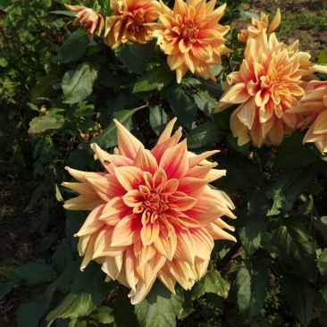 大丽花