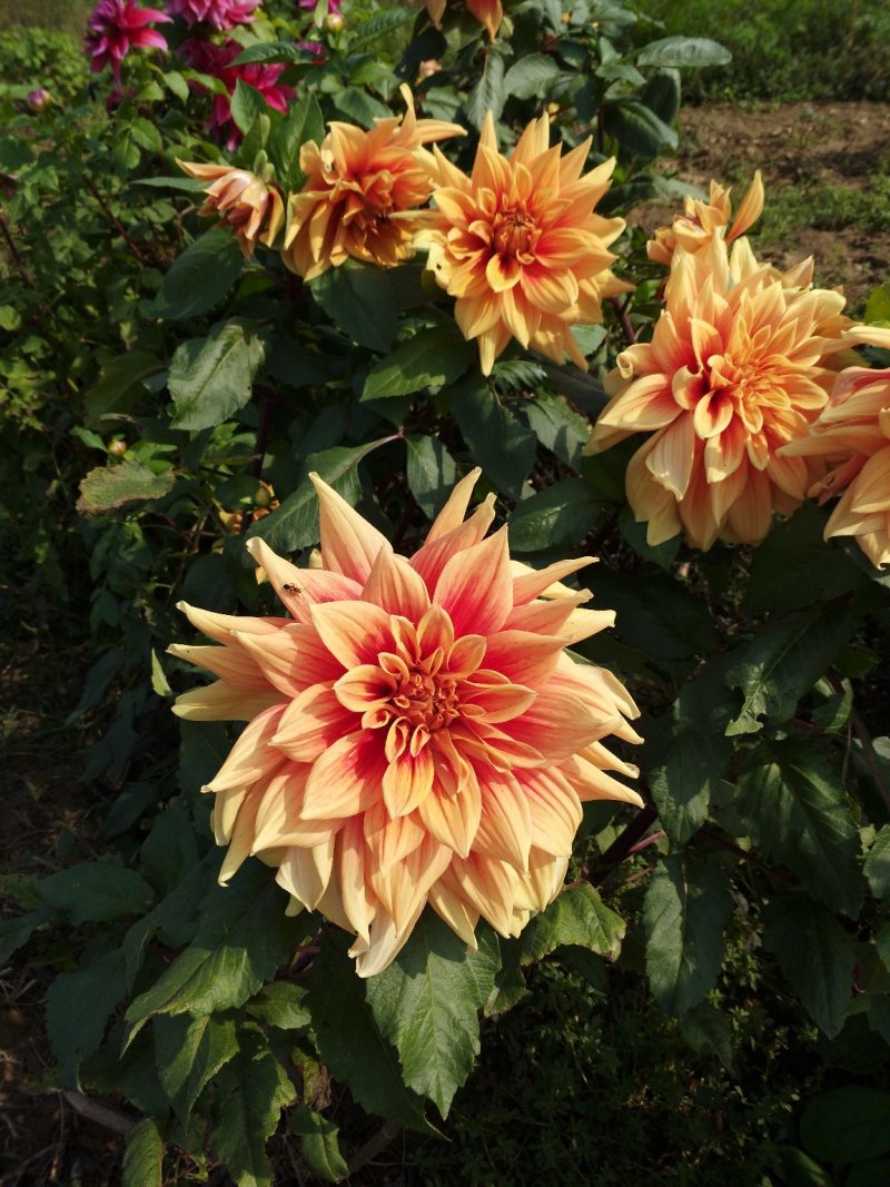 大丽花