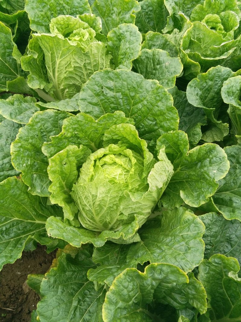 大白菜
