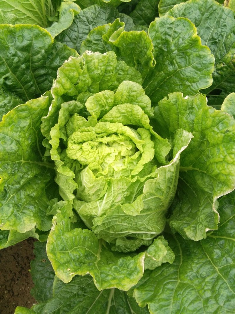 大白菜