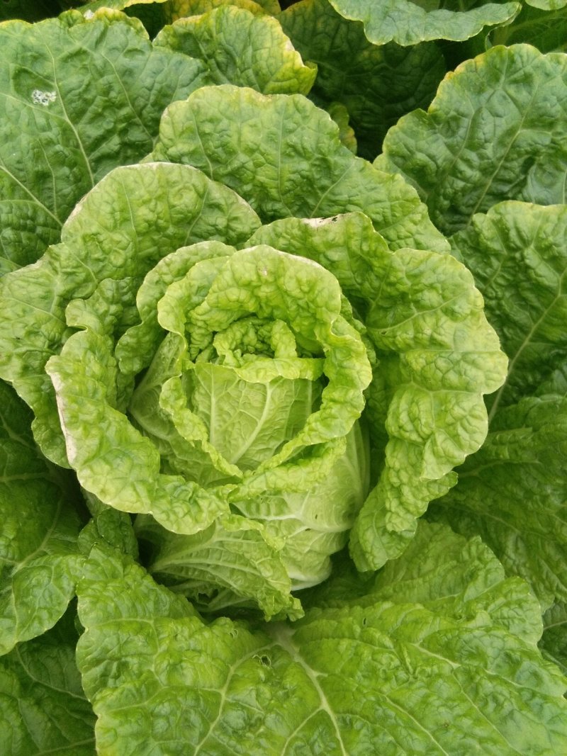 大白菜