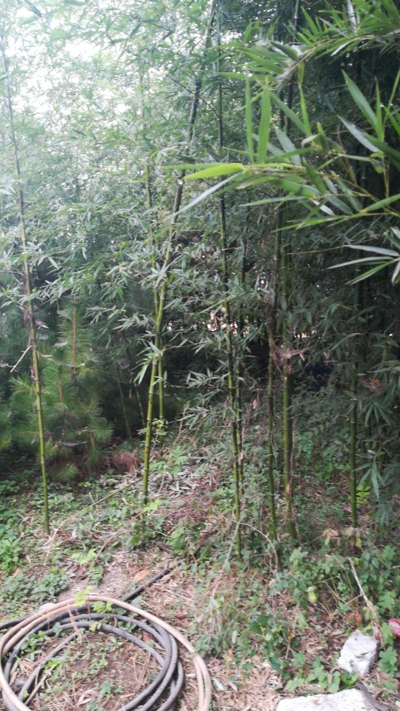 优质竹苗，1-10米，各种规格，华北地区能过冬，量大从优