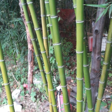 优质竹苗，1-10米，各种规格，华北地区能过冬，量大从优