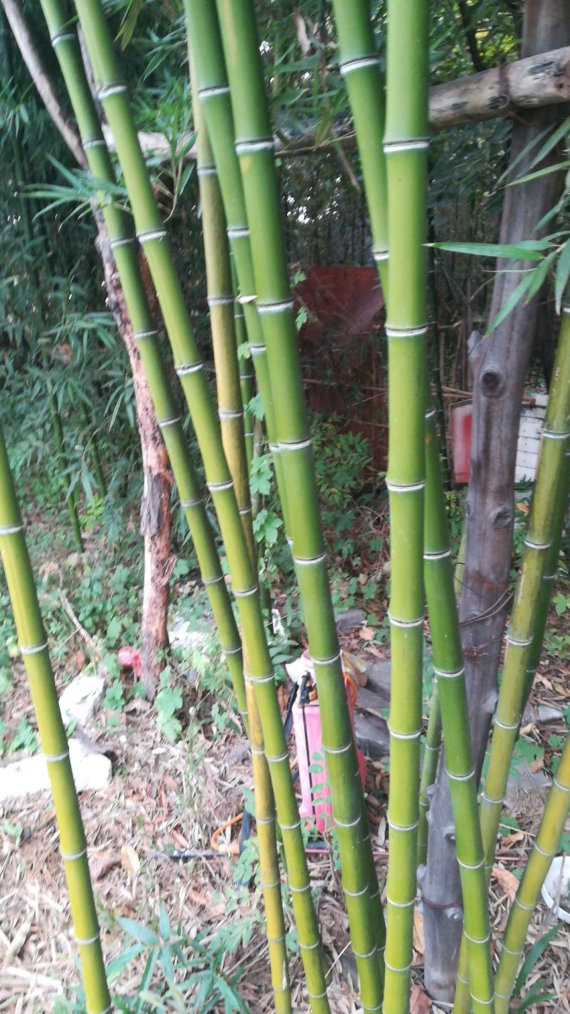 优质竹苗，1-10米，各种规格，华北地区能过冬，量大从优