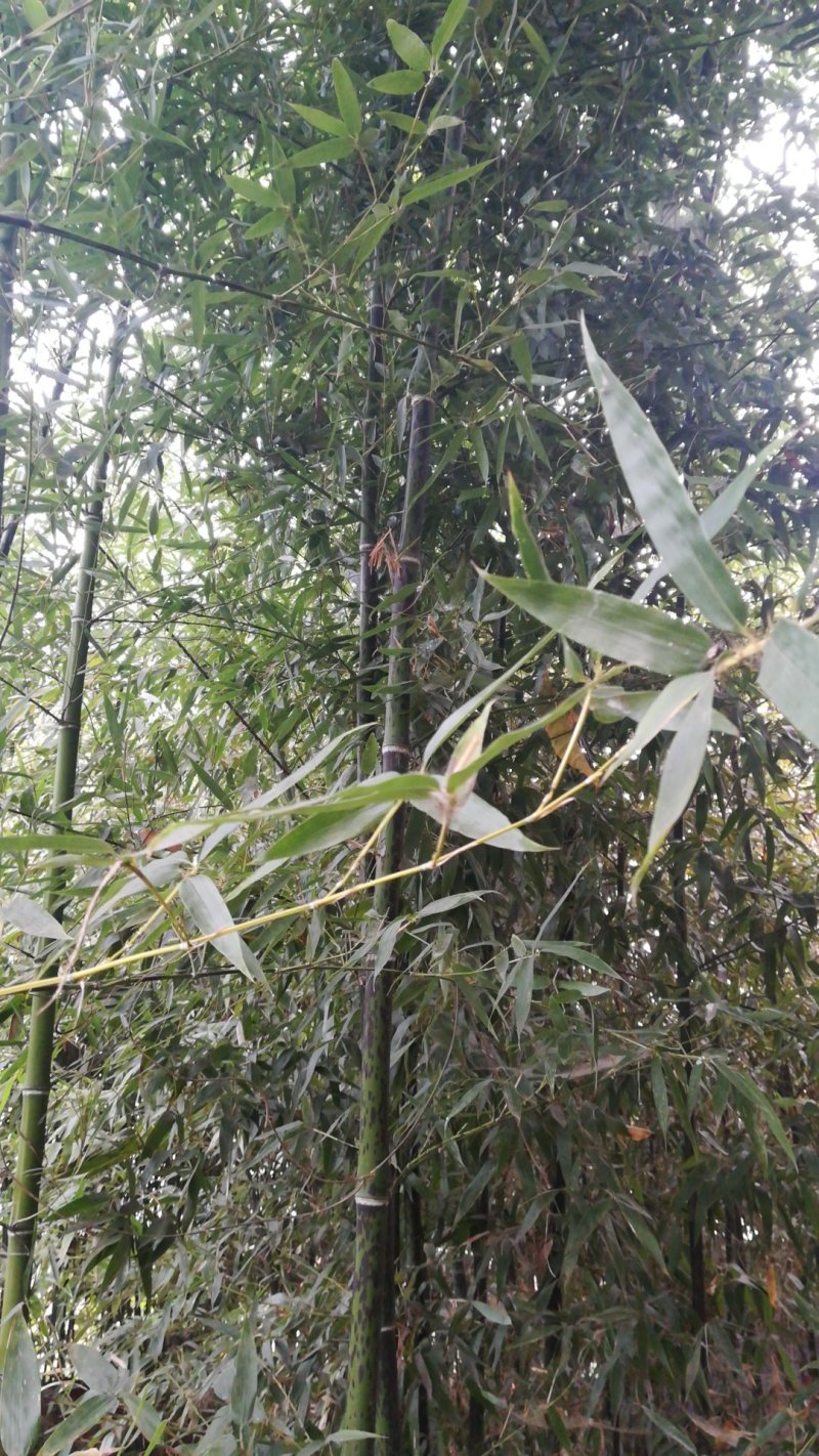 优质竹苗，1-10米，各种规格，华北地区能过冬，量大从优