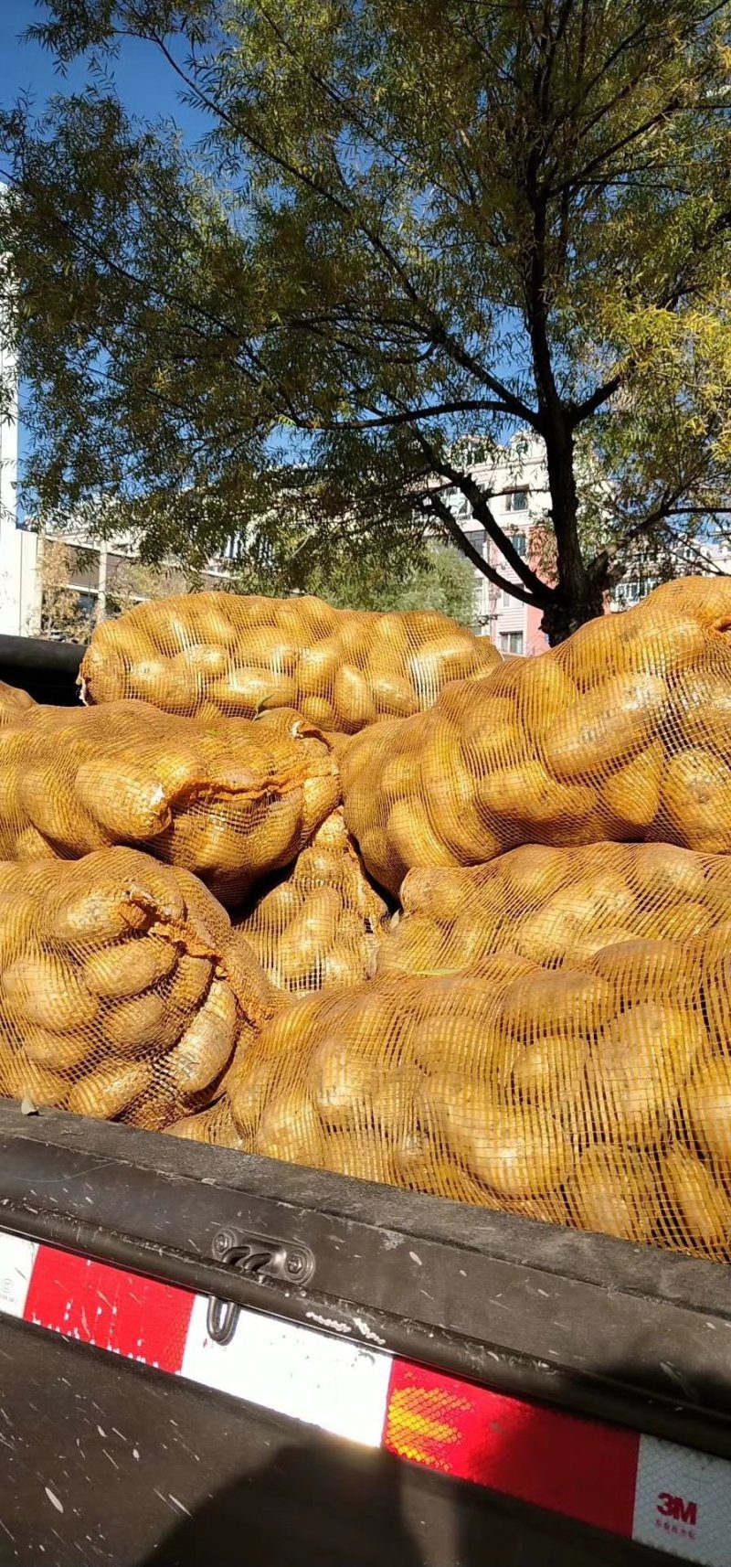 荷兰十五土豆