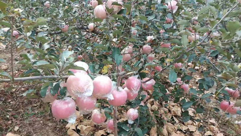 红富士苹果条纹红，片红，全红，膜袋，纸袋，纸加膜袋苹果