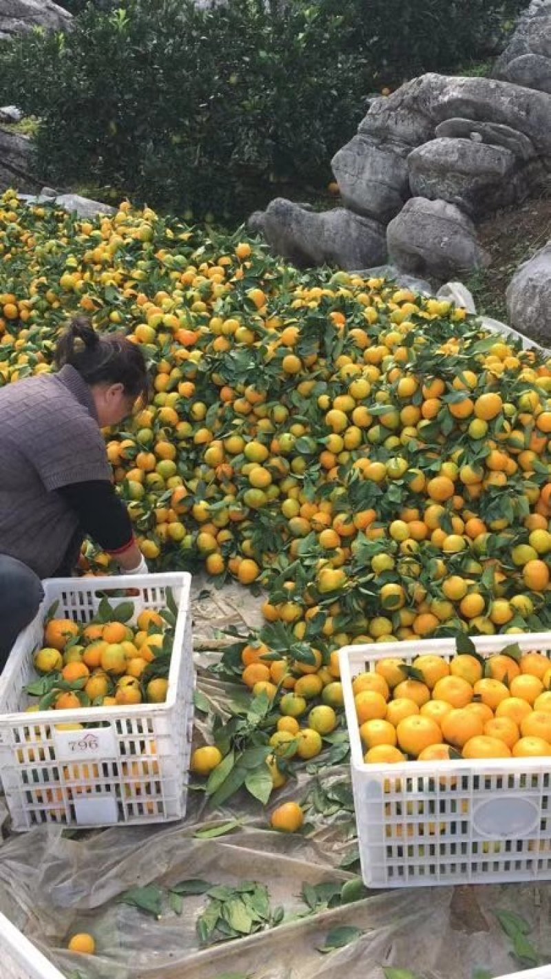 蜜橘，基地直供，保质保量对接批发市场平台电商