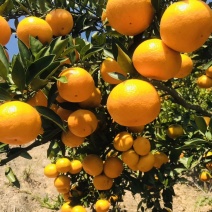 蜜橘，基地直供，保质保量对接批发市场平台电商