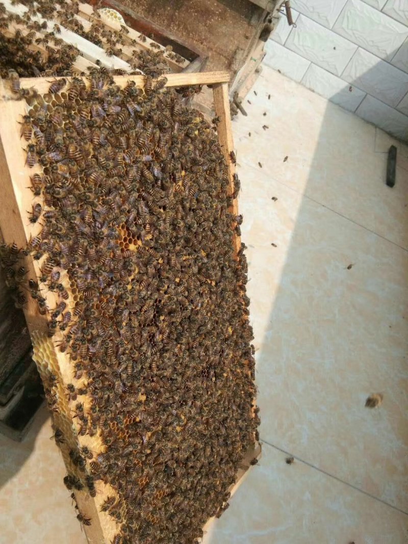纯蜂蜜