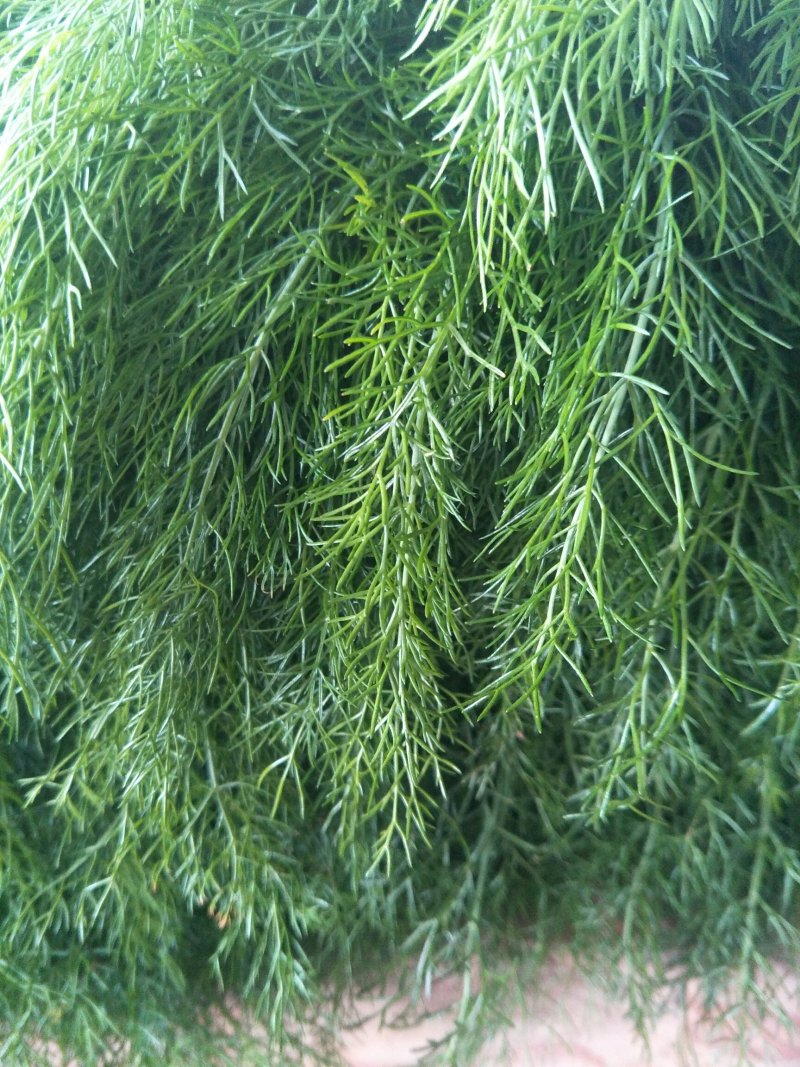本地精品回香，质量有保证，产地真供，专业包装团队