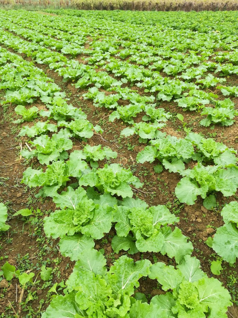 贵州贞丰小白菜