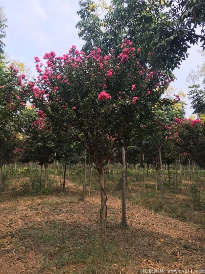 香樟树紫薇花数