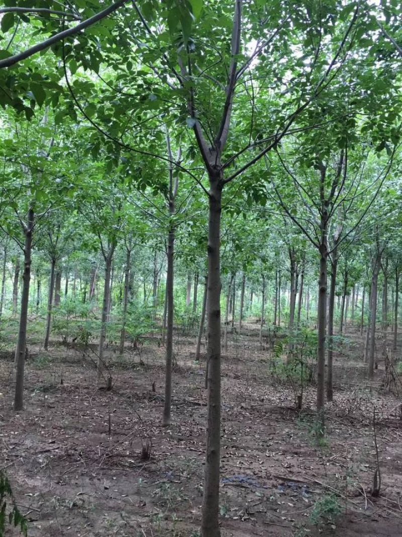 香樟树紫薇花数