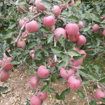 冰糖心红富士大量，正在热订中，，