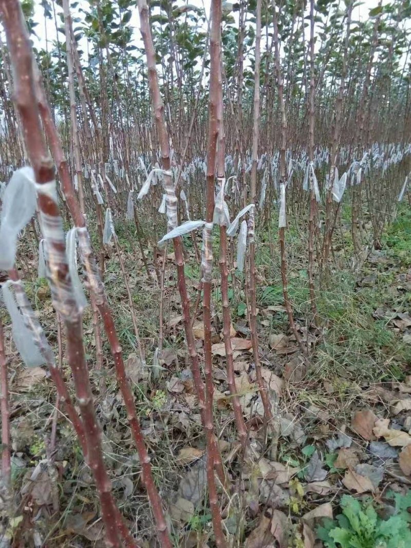 矮化苹果苗，自产自销矮化苹果树苗，假一赔万。