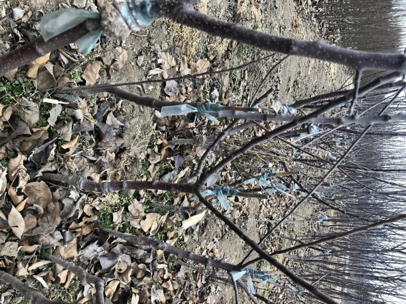 矮化苹果苗，自产自销矮化苹果树苗，假一赔万。