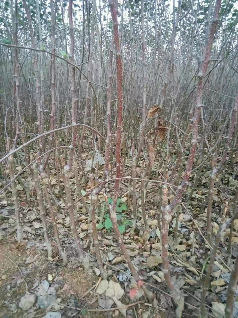 矮化苹果苗，自产自销矮化苹果树苗，假一赔万。