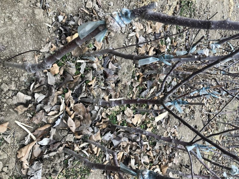 矮化苹果苗，自产自销矮化苹果树苗，假一赔万。
