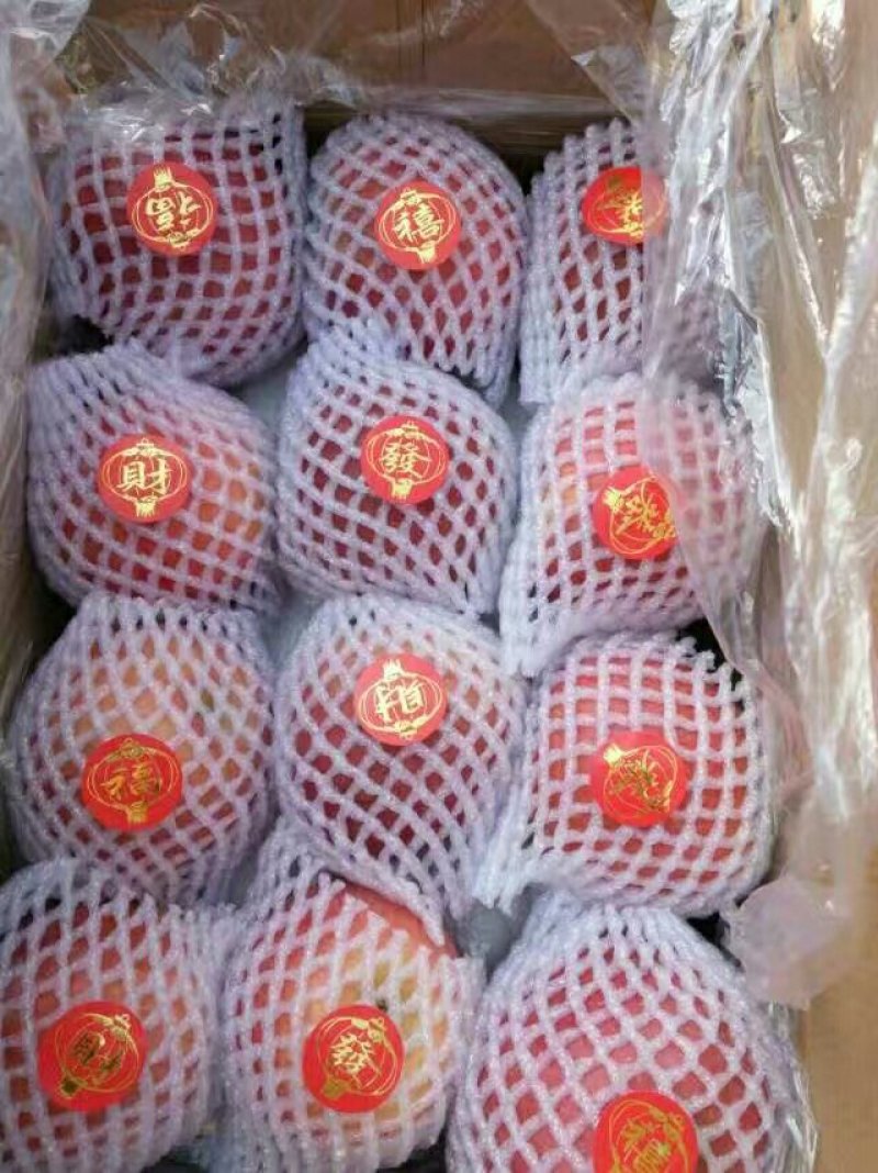 冰糖心红富士大量上市