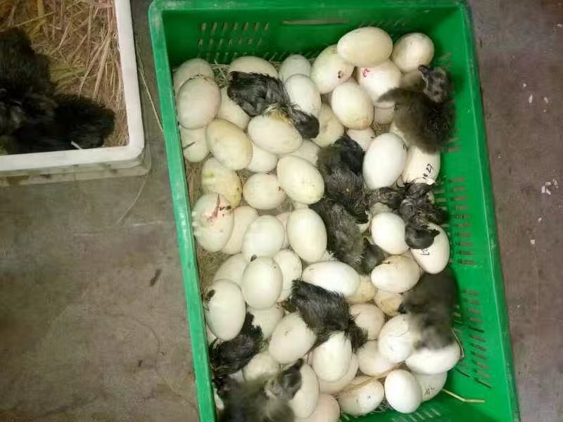 合浦狮头鹅苗，出壳包打疫苗，免费养殖技术指导