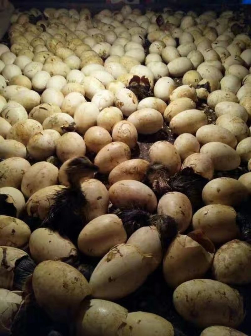 合浦狮头鹅苗，出壳包打疫苗，免费养殖技术指导