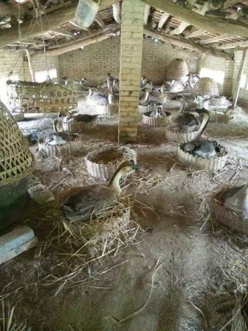 合浦狮头鹅苗，出壳包打疫苗，免费养殖技术指导