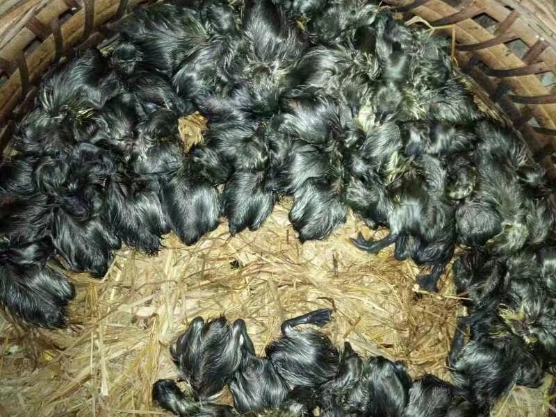 合浦狮头鹅苗，出壳包打疫苗，免费养殖技术指导