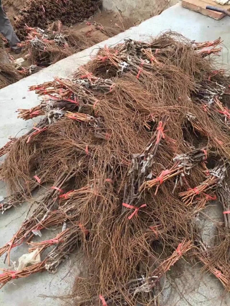 葡萄苗，农户直销葡萄苗，品种齐全，规格齐全。