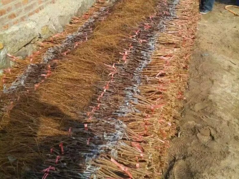 葡萄苗，农户直销葡萄苗，品种齐全，规格齐全。