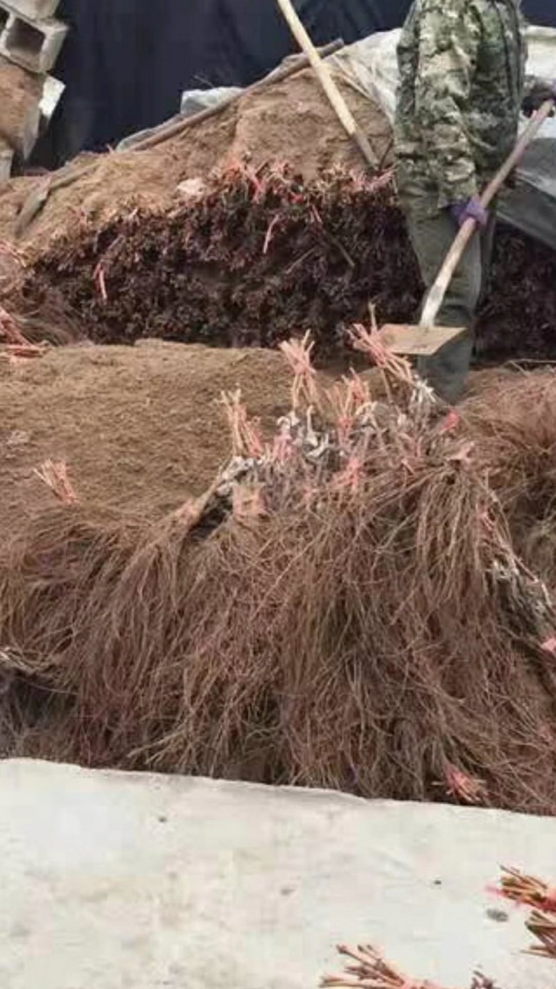 葡萄苗，农户直销葡萄苗，品种齐全，规格齐全。