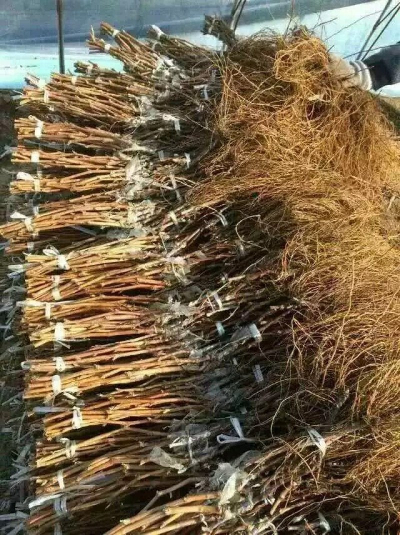葡萄苗，农户直销葡萄苗，品种齐全，规格齐全。