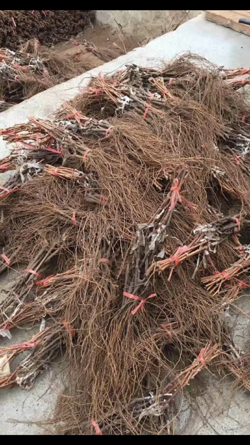 葡萄苗，农户直销葡萄苗，品种齐全，规格齐全。