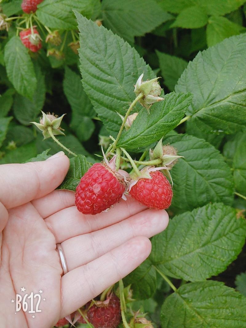 双季树莓苗两年苗当年结果苗高产品种保证成活率