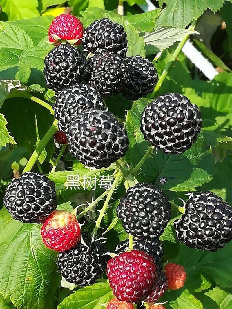黑树莓苗直供批发2年苗当年结果保证成活率