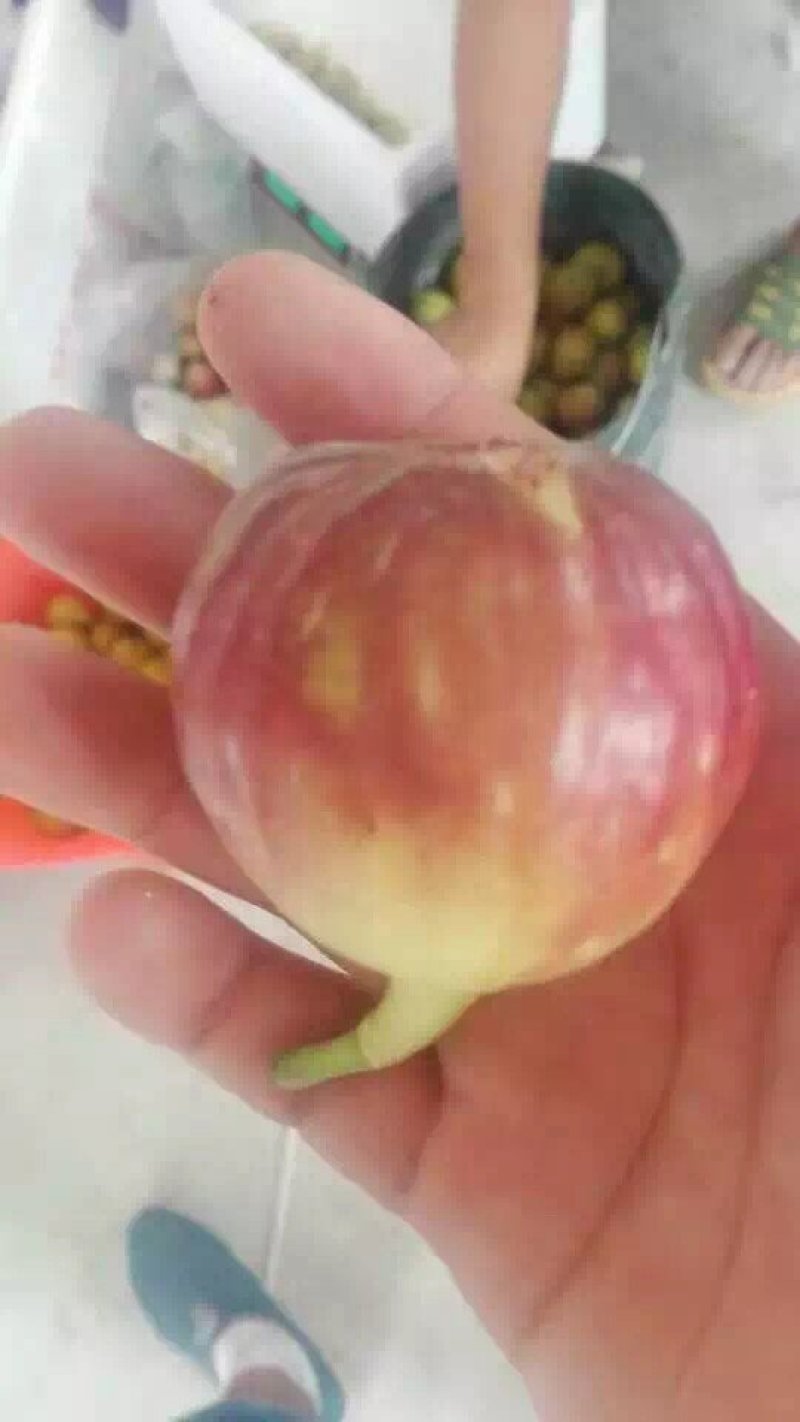 低价供应无花果苗，品种纯正，保证质量，请放心购买。
