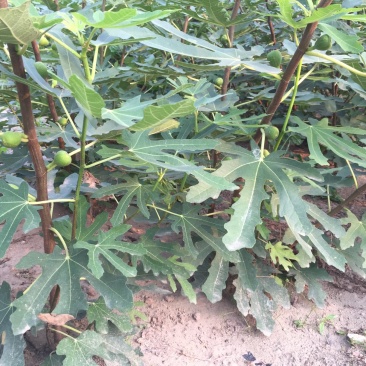 低价供应无花果苗，品种纯正，保证质量，请放心购买。