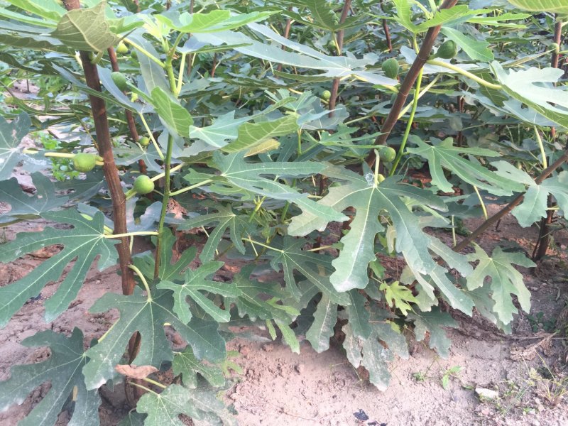 低价供应无花果苗，品种纯正，保证质量，请放心购买。
