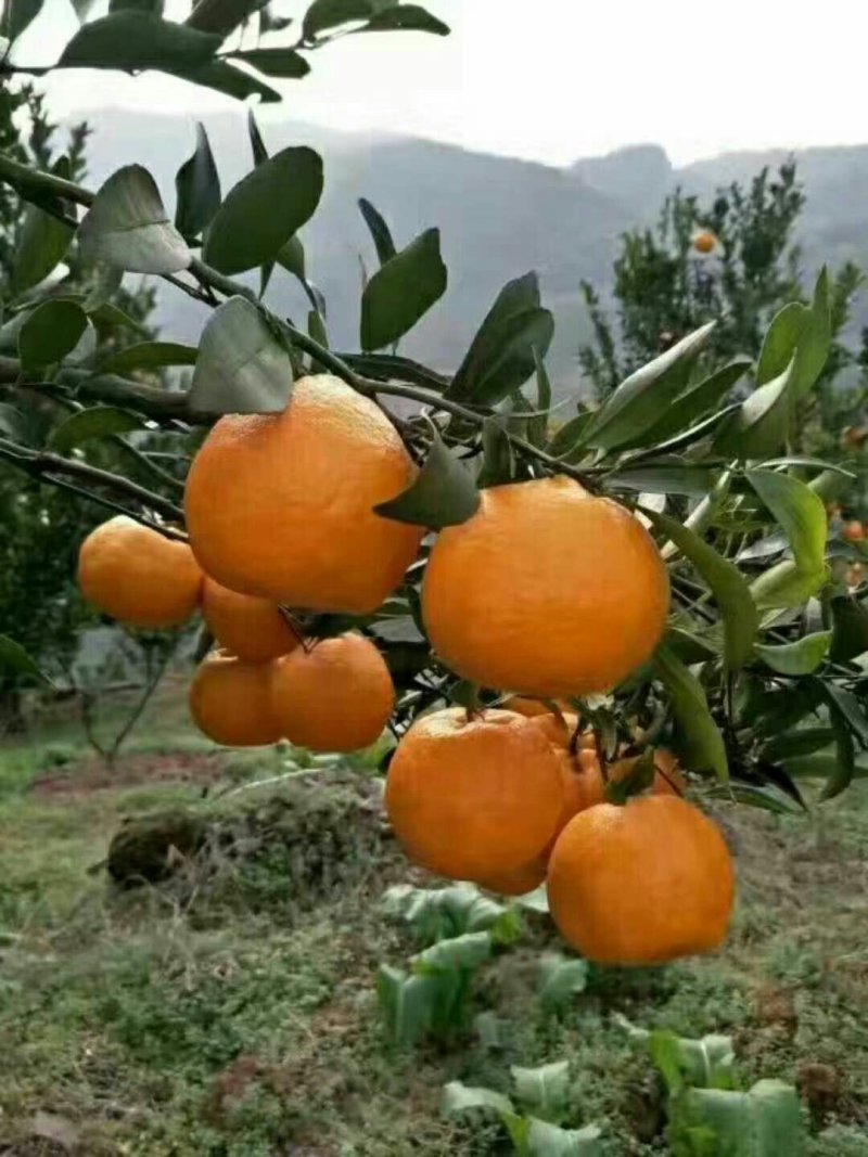 柑桔自产自销，物美价廉欢迎咨询订购