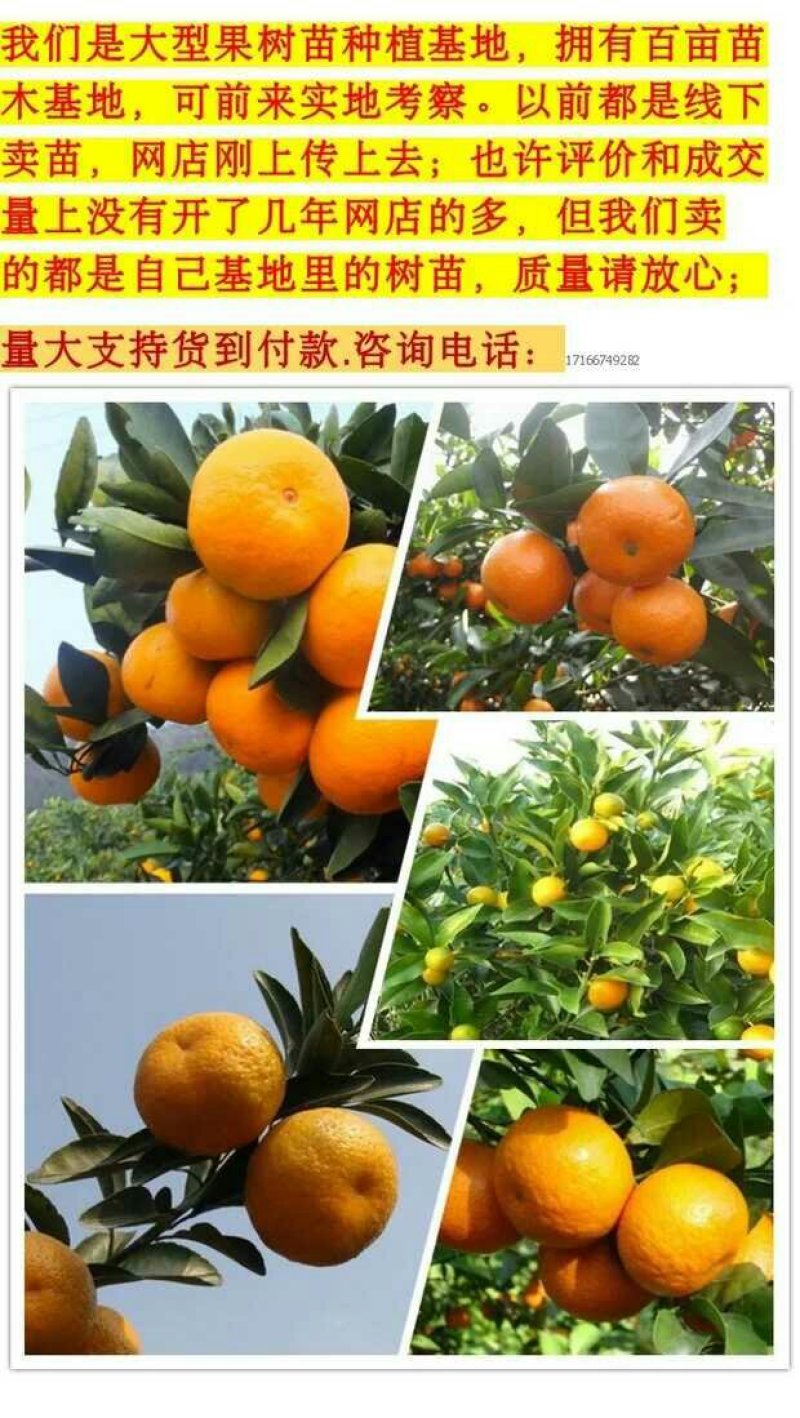 精品蜜橘自产自销以质量求生存以诚信某发展