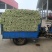 【优质】河北精品芹菜大量上市！粗细均有不空杆颜色绿！