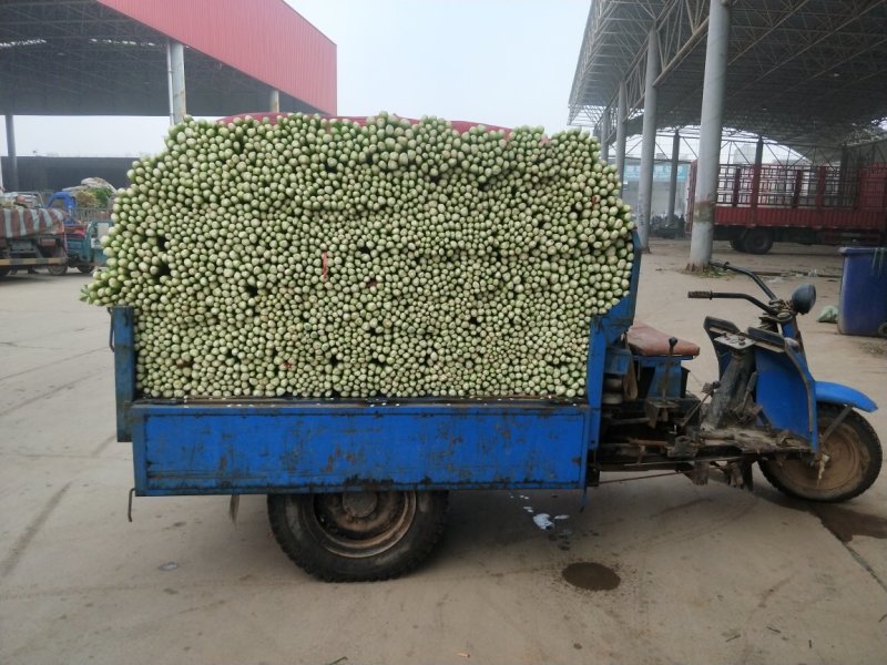 【优质】河北精品芹菜大量上市！粗细均有不空杆颜色绿！